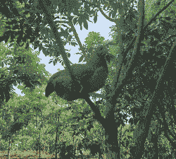散养荷花土鸡怎么养殖的