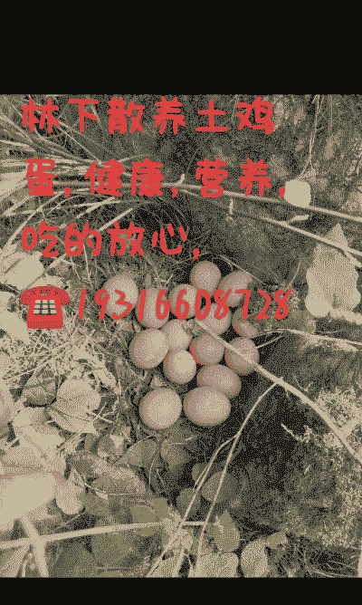 散养土鸡蛋怎样养殖的