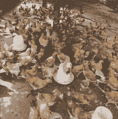 皖南土鸡养殖哥哥是谁啊