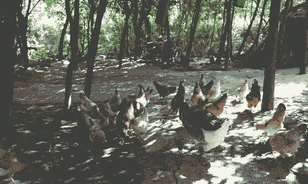 南京生态土鸡养殖企业有哪些