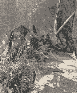 马边养殖土鸡怎么样啊