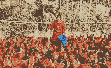 宁强本地土鸡养殖企业有哪些