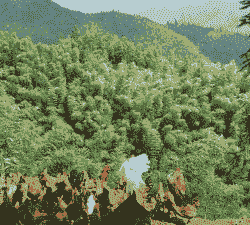 湖南最大的土鸡养殖场