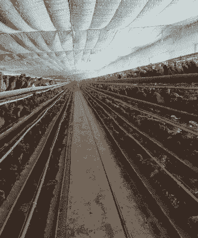 哪里有土鸡蛋养殖基地啊