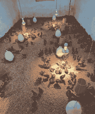 土鸡脱温后的养殖技术