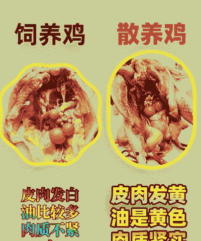 家庭怎么养殖土鸡鸭鱼肉