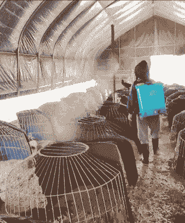 养殖土鸡场地怎么消毒