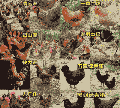土鸡养殖鸡苗的选择方法