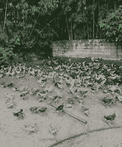 金华哪里有土鸡养殖场地