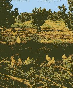 湘潭土鸡蛋养殖基地在哪里