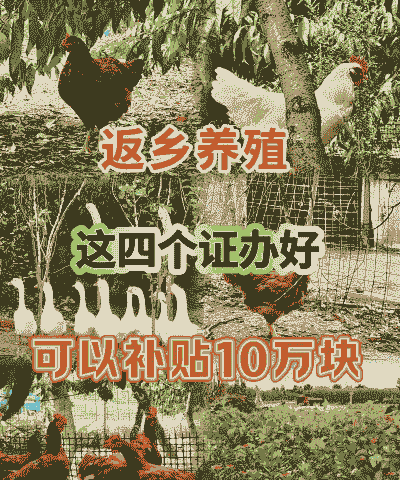 养殖土鸡的农户有补贴吗