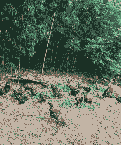 散养土鸡生态养殖土方法