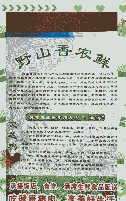 土鸡养殖概况怎么写的好