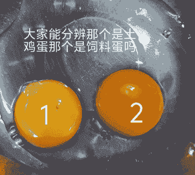 土鸡蛋跟养殖蛋哪个好