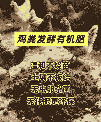 土鸡加什么肥料好养殖呢