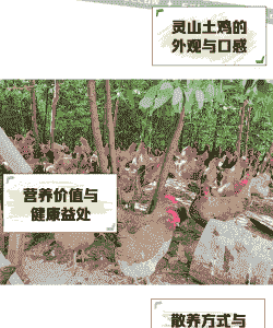 灵山土鸡养殖价格多少钱