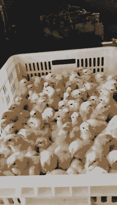 土鸡养殖用什么品种鸡苗