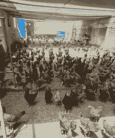 养殖羊好还是土鸡好养呢