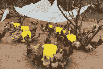 金堂养殖土鸡场在哪里