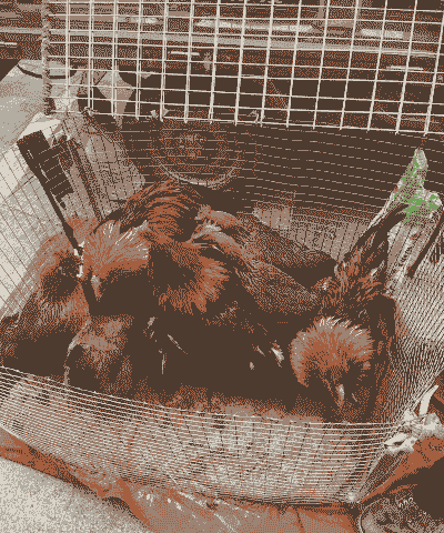 养殖羊好还是土鸡好养活