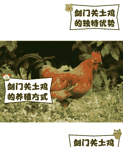 土鸡养殖基地怎么取名字