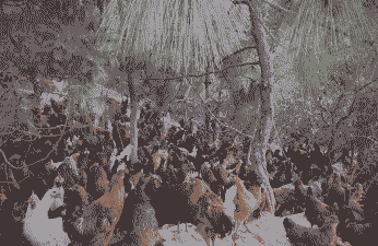 云南有哪些土鸡养殖场地