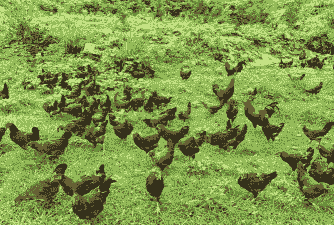 贵州哪里有土鸡养殖场