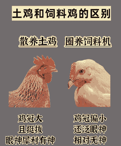 土鸡养殖饲料的搭配方法