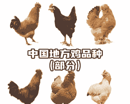 养殖中的土鸡品种有哪些