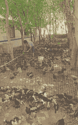 洛阳哪有土鸡养殖场啊