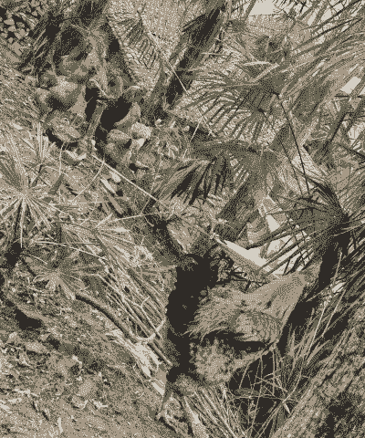 散养土鸡圈舍养殖密度