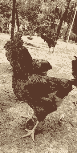 四川养殖的土鸡品种