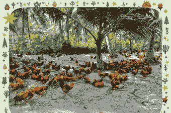 海南有没有养殖土鸡苗卖