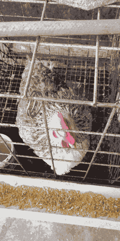 楼顶养殖土鸡好不好养呢