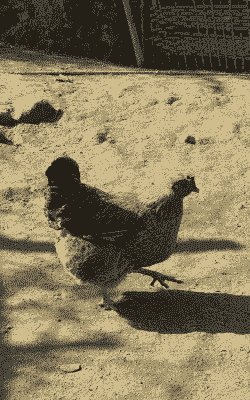 土鸡用什么肥最好养殖呢