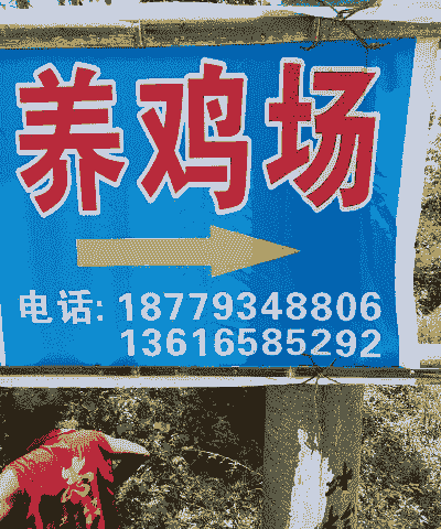 土鸡养殖团队名字怎么取