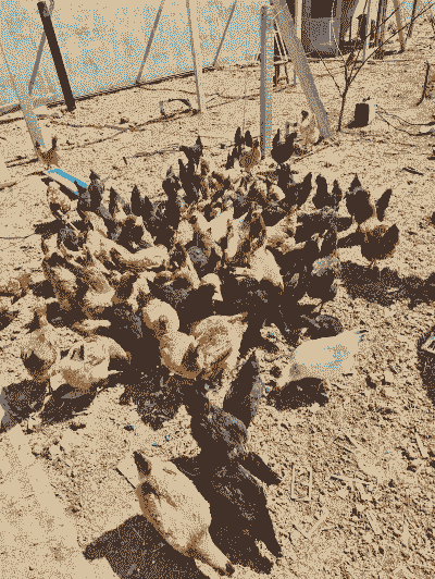 哪有土鸡蛋养殖基地卖啊