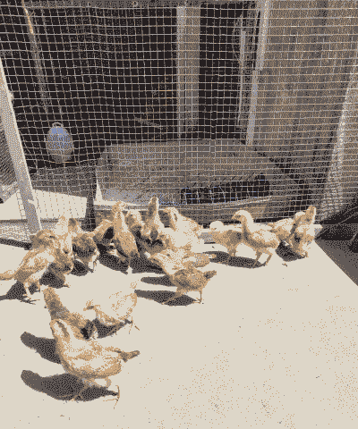 出壳土鸡怎么养殖的好呢