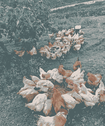 种菜养殖土鸡怎么养的好