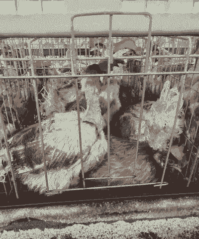 谁有土鸡养殖场卖的