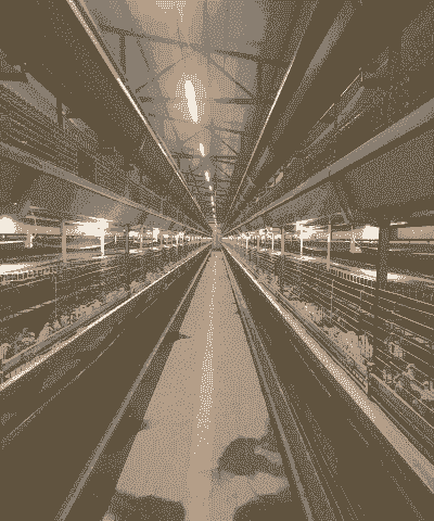 青县土鸡养殖场在哪里