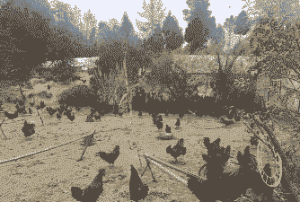 广元市土鸡养殖基地在哪