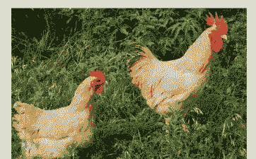 江西哪里养殖土鸡好养的