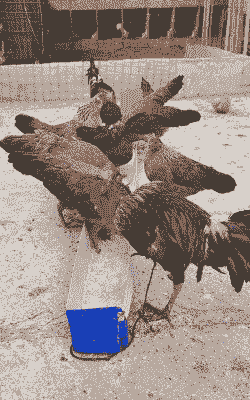 云南有几种土鸡养殖场