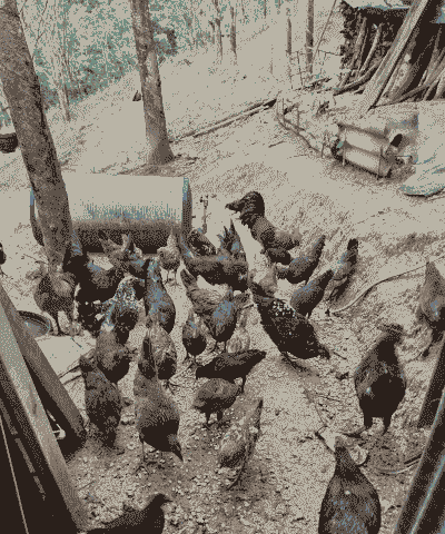 养殖土鸡到底好不好养活