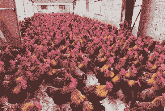 红毛大土鸡苗怎么养殖的