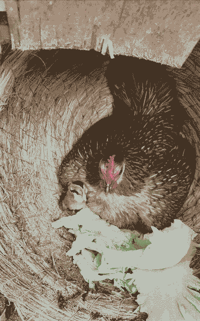 农村孵土鸡崽怎么养殖好