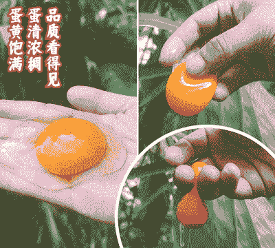 绿壳土鸡蛋的养殖方法