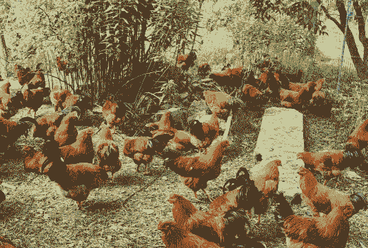 什么地方适合土鸡养殖呢