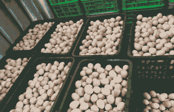 睢县养殖土鸡蛋基地在哪里